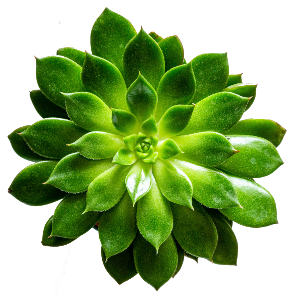 Green flower representing Kiwi at Hippie Helper Creations—bringing fun to acupuncture CEUs.