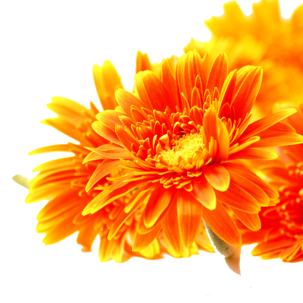 Orange flower symbolizing Graydon at Hippie Helper Creations—passion in every acupuncture CEU.