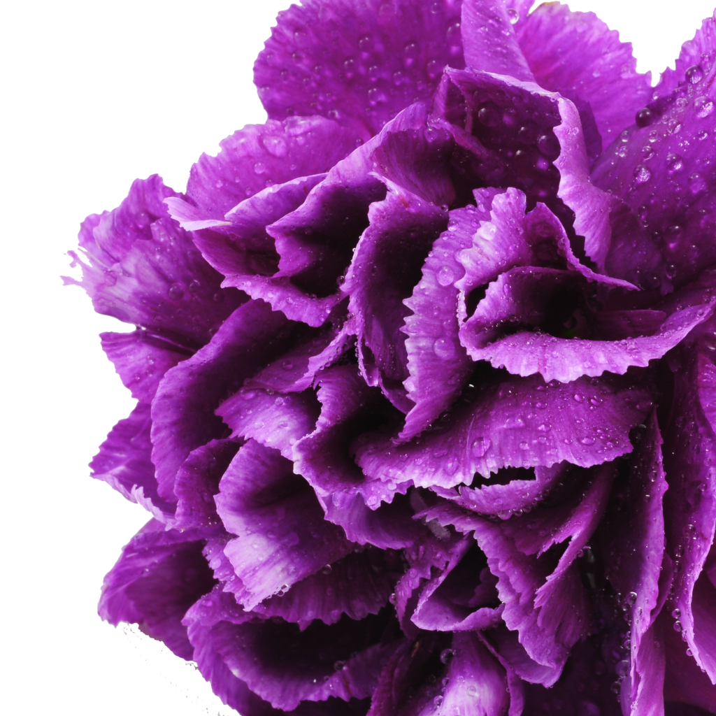 Purple flower symbolizing Kristen at Hippie Helper Creations—creativity in every acupuncture CEU.